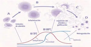 Masas y almidón